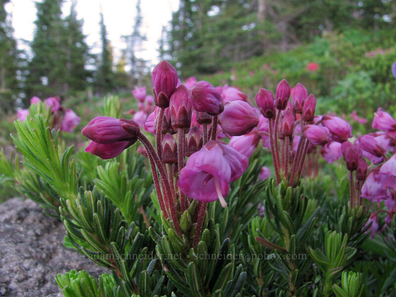 pink mountain heather (Phyllodoce empetriformis) [Timberline Trail, Mt. Hood Wilderness, Hood River County, Oregon]