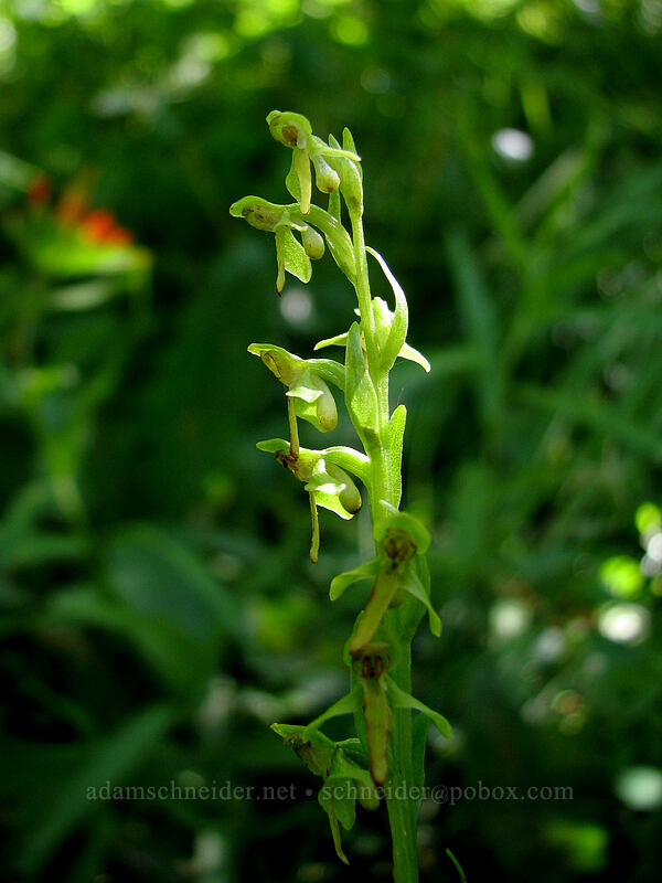 slender bog orchid (Platanthera stricta (Habenaria saccata)) [Zigzag Canyon, Mt. Hood Wilderness, Clackamas County, Oregon]