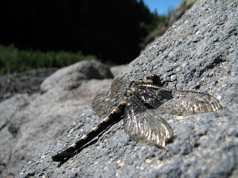 black petaltail dragonfly (Tanypteryx hageni) [Zigzag Canyon, Mt. Hood Wilderness, Clackamas County, Oregon]