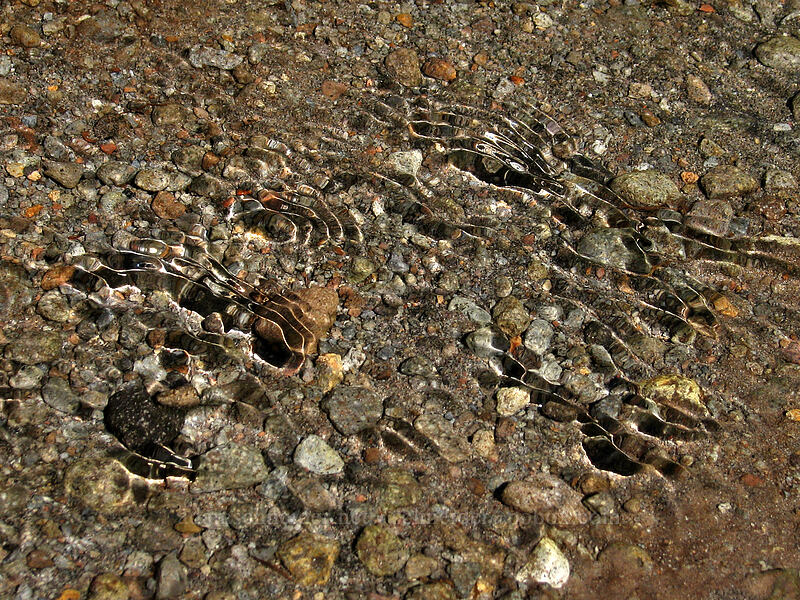 ripples in a stream [Paradise Park, Mt. Hood Wilderness, Clackamas County, Oregon]
