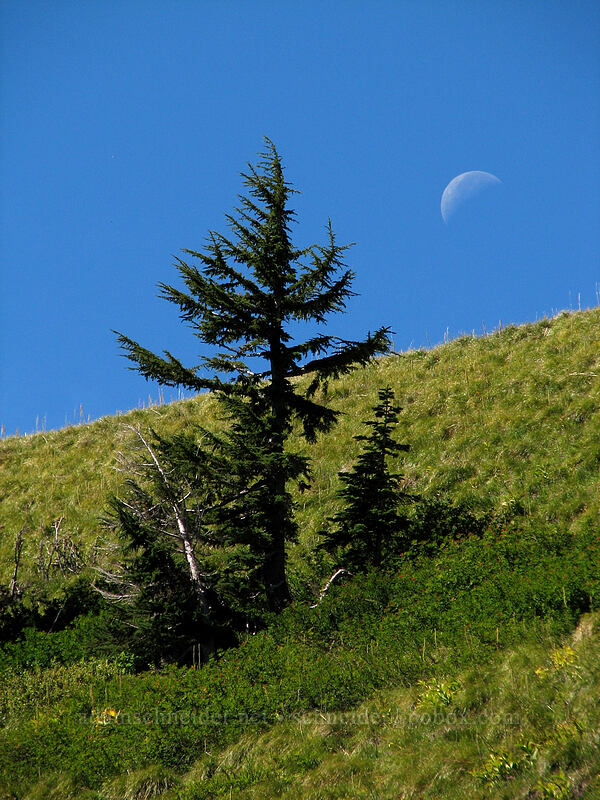 last-quarter moon and a hemlock tree [Paradise Park, Mt. Hood Wilderness, Clackamas County, Oregon]