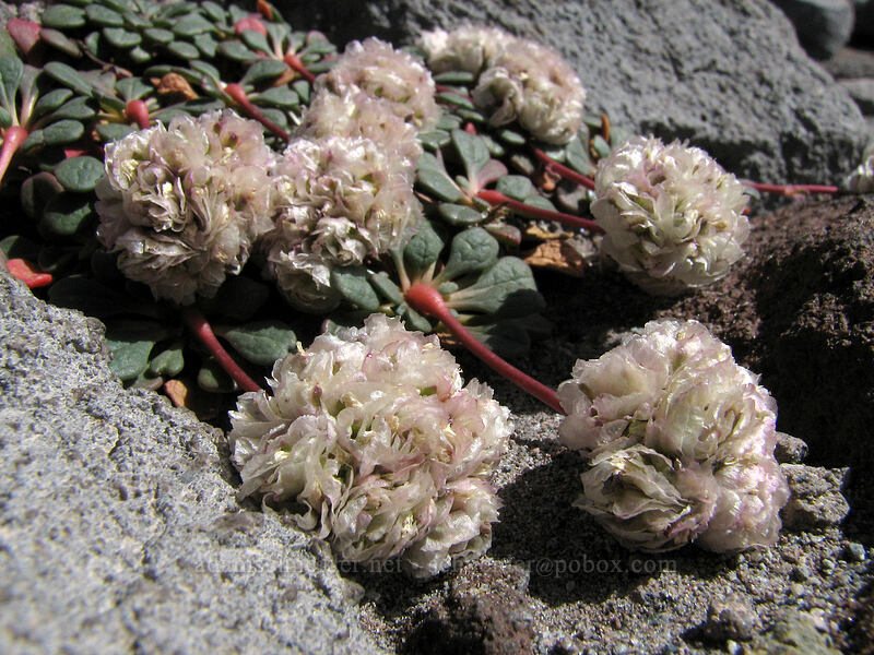 Mount Hood pussypaws (Calyptridium umbellatum (Cistanthe umbellata)) [west rim of Zigzag Canyon, Mt. Hood Wilderness, Clackamas County, Oregon]