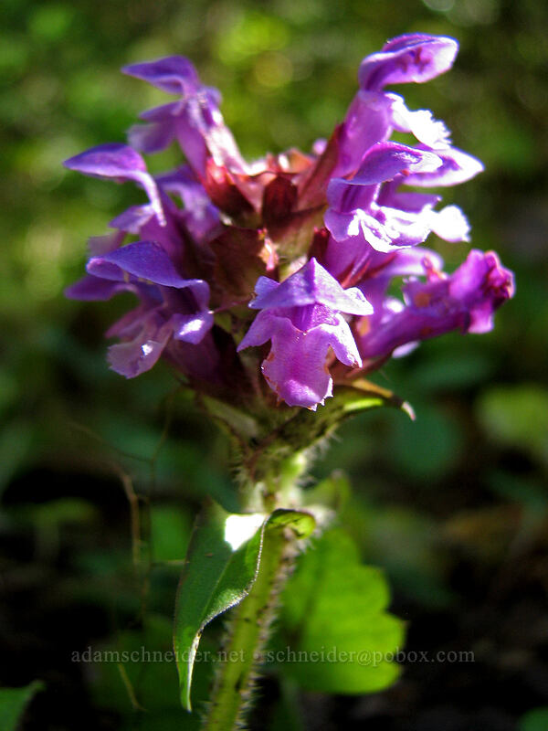 self-heal (Prunella vulgaris) [Indian Heaven Trail, Indian Heaven Wilderness, Skamania County, Washington]