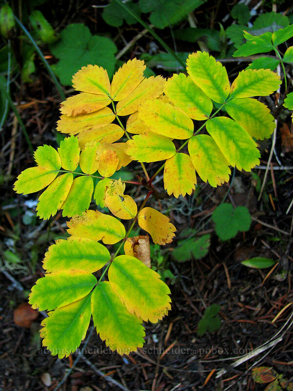 autumn leaves [Indian Heaven Trail, Indian Heaven Wilderness, Skamania County, Washington]