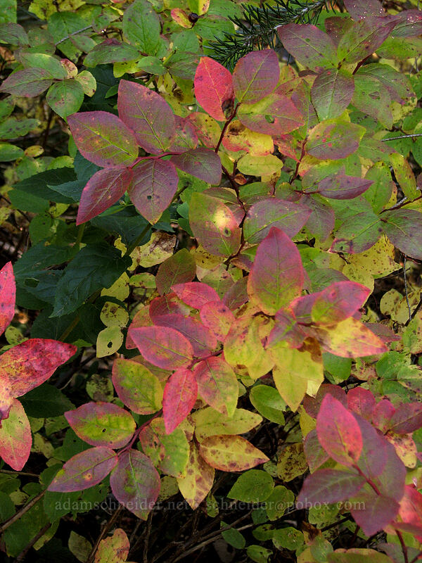 autumn huckleberry leaves (Vaccinium sp.) [Indian Heaven Trail, Indian Heaven Wilderness, Skamania County, Washington]