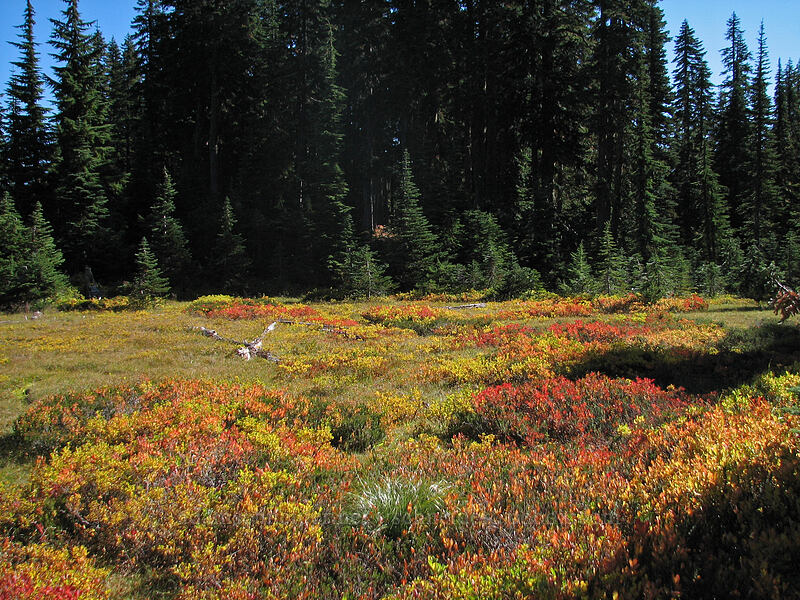 autumn meadow [Indian Heaven Trail, Indian Heaven Wilderness, Skamania County, Washington]