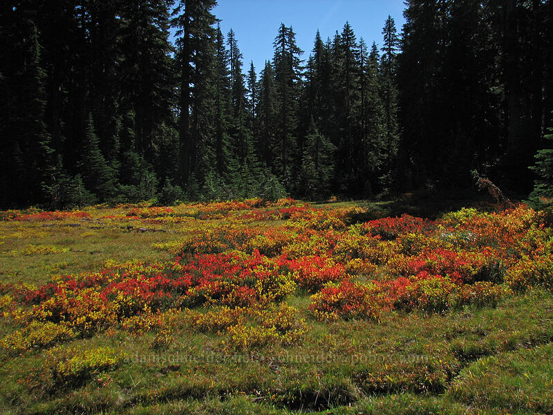 autumn meadow [Indian Heaven Trail, Indian Heaven Wilderness, Skamania County, Washington]