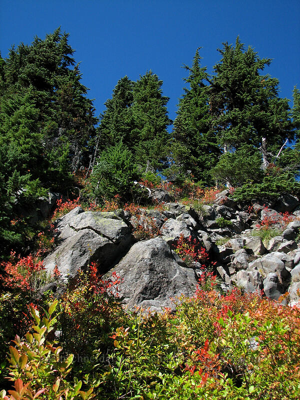 huckleberry leaves & rocks (Vaccinium sp.) [Indian Heaven Trail, Indian Heaven Wilderness, Skamania County, Washington]