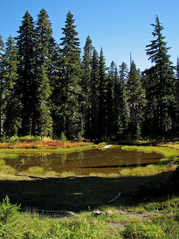 pond in a meadow [Indian Heaven Trail, Indian Heaven Wilderness, Skamania County, Washington]