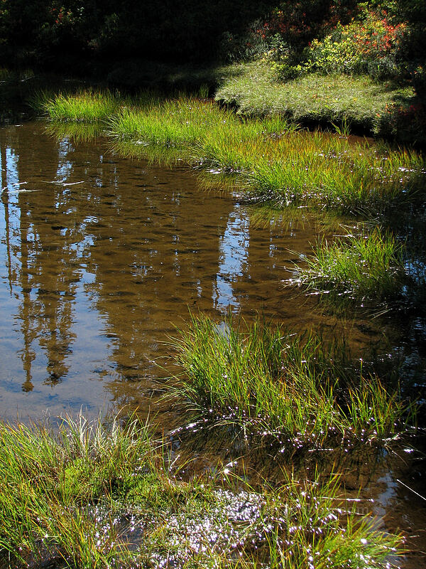 edge of a pond [Indian Heaven Trail, Indian Heaven Wilderness, Skamania County, Washington]