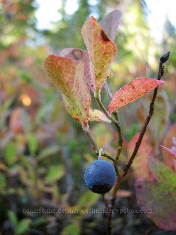 huckleberry (Vaccinium sp.) [Lemei Trail, Indian Heaven Wilderness, Skamania County, Washington]