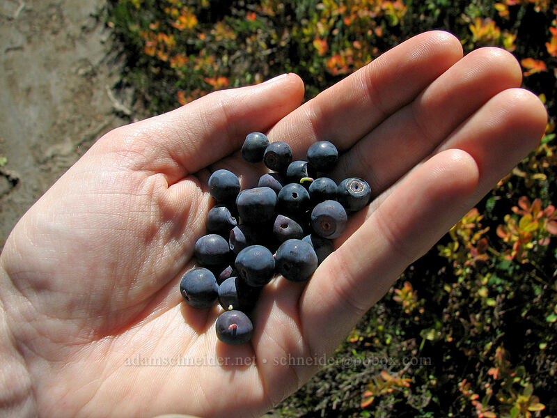 huckleberries (Vaccinium sp.) [Lemei Trail, Indian Heaven Wilderness, Skamania County, Washington]