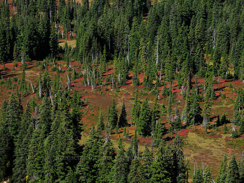 autumn meadows from above [NW ridge of Lemei Rock, Indian Heaven Wilderness, Skamania County, Washington]