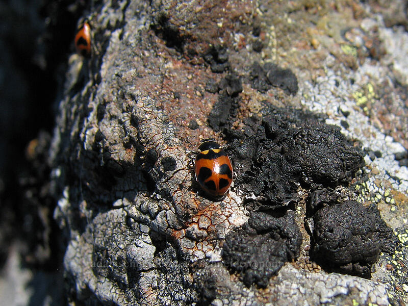 ladybugs (Oregon lady beetles) (Hippodamia oregonensis) [Lemei Rock, Indian Heaven Wilderness, Skamania County, Washington]