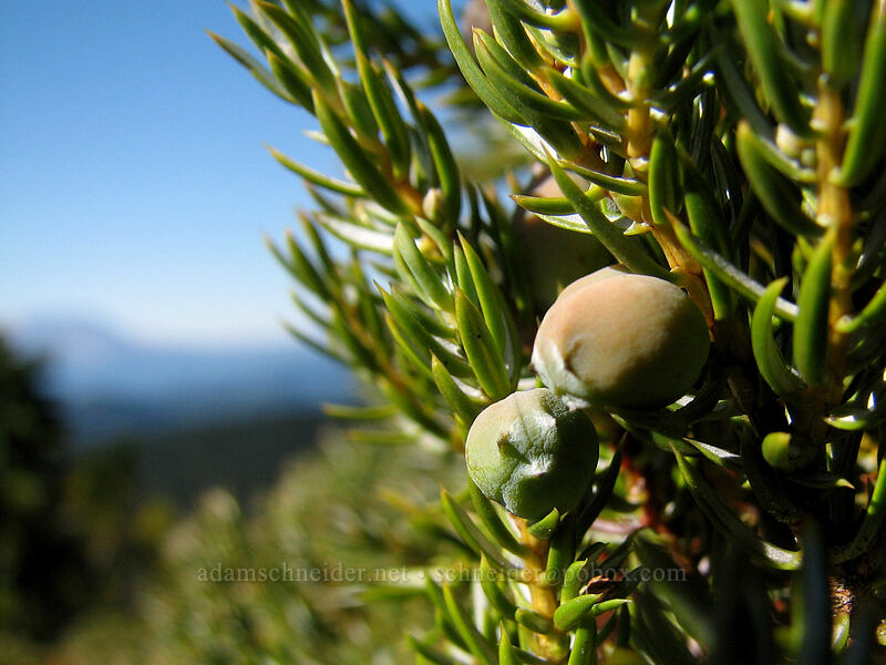 juniper berries (Juniperus communis) [south summit of Lemei Rock, Indian Heaven Wilderness, Skamania County, Washington]