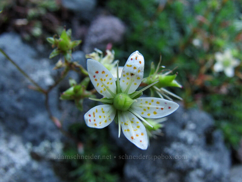 spotted saxifrage (Saxifraga bronchialis ssp. austromontana (Saxifraga austromontana)) [east side of Lemei Rock, Indian Heaven Wilderness, Skamania County, Washington]