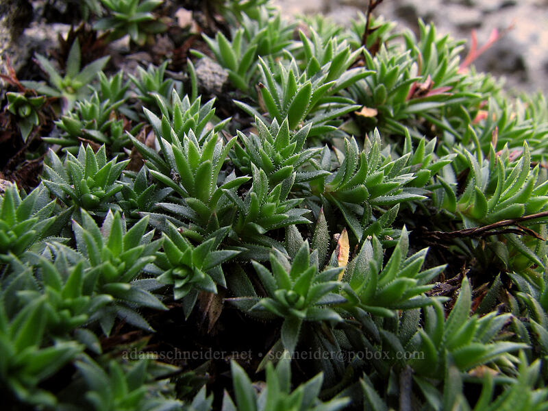 spotted saxifrage leaves (Saxifraga bronchialis ssp. austromontana (Saxifraga austromontana)) [east side of Lemei Rock, Indian Heaven Wilderness, Skamania County, Washington]