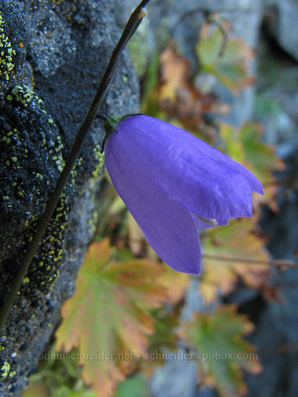 harebell (Campanula rotundifolia) [east side of Lemei Rock, Indian Heaven Wilderness, Skamania County, Washington]