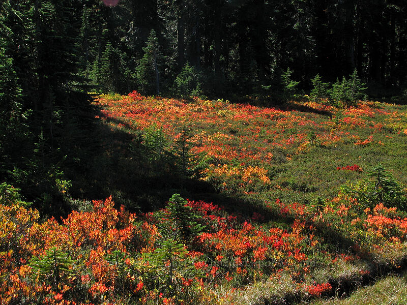 fall huckleberries (Vaccinium sp.) [Lemei Trail, Indian Heaven Wilderness, Skamania County, Washington]