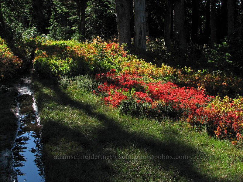 soggy trail & fall huckleberries (Vaccinium sp.) [Lemei Trail, Indian Heaven Wilderness, Skamania County, Washington]