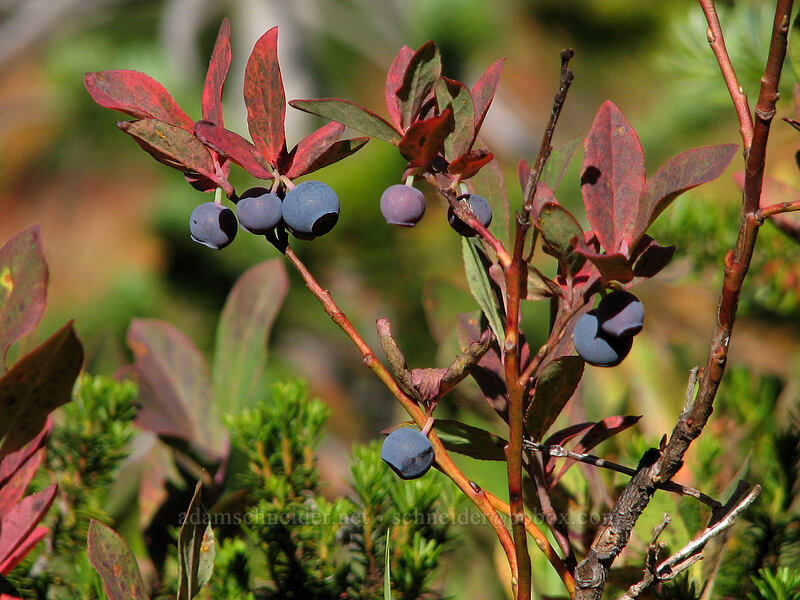 huckleberries (Vaccinium sp.) [Lemei Trail, Indian Heaven Wilderness, Skamania County, Washington]