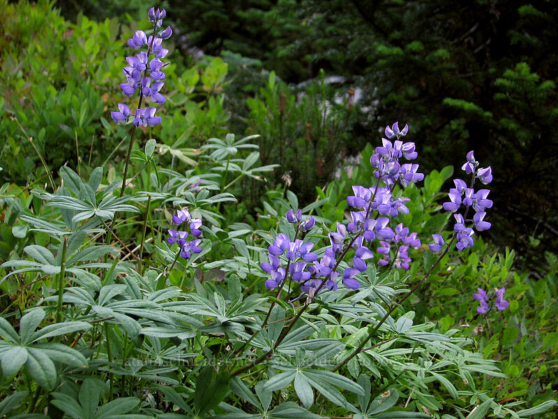 lupines (Lupinus latifolius) [Indian Heaven Trail, Indian Heaven Wilderness, Skamania County, Washington]