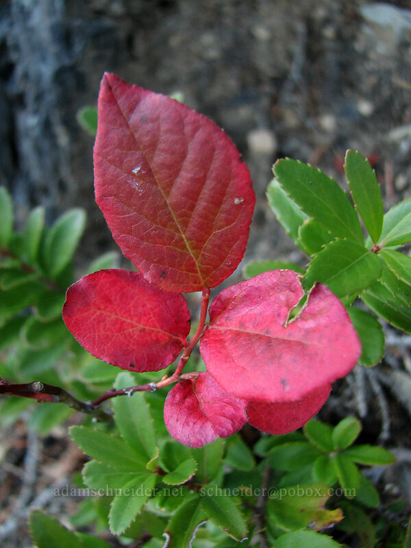 huckleberry leaves & Oregon box leaves (Vaccinium sp., Paxistima myrsinites) [Indian Heaven Trail, Indian Heaven Wilderness, Skamania County, Washington]