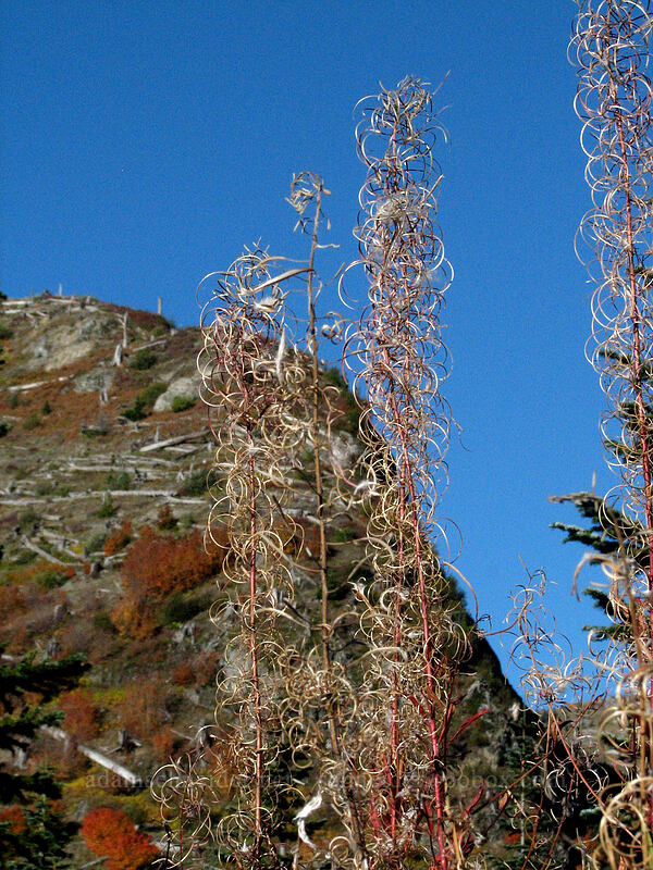 fireweed (Chamerion angustifolium (Chamaenerion angustifolium) (Epilobium angustifolium)) [Boundary Trail, Gifford Pinchot Nat'l Forest, Skamania County, Washington]