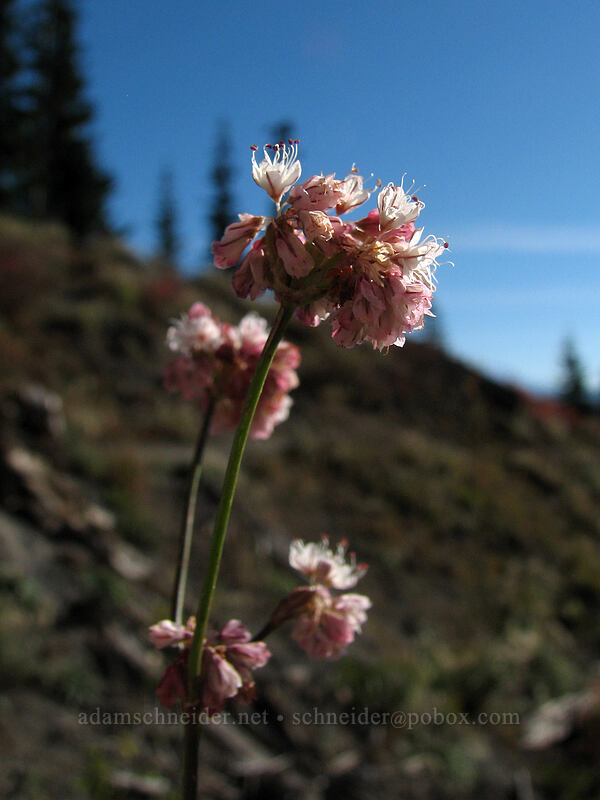 bare-stem buckwheat (Eriogonum nudum) [Boundary Trail, Gifford Pinchot Nat'l Forest, Skamania County, Washington]