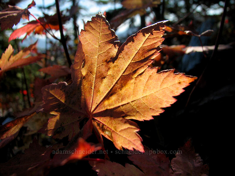 maple leaf (Acer sp.) [Boundary Trail, Gifford Pinchot Nat'l Forest, Skamania County, Washington]