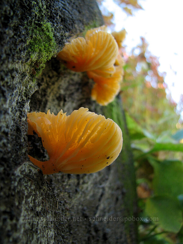 mushrooms [Boundary Trail, Gifford Pinchot Nat'l Forest, Skamania County, Washington]
