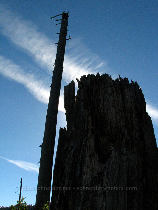 dead but standing tree [Boundary Trail, Gifford Pinchot Nat'l Forest, Skamania County, Washington]