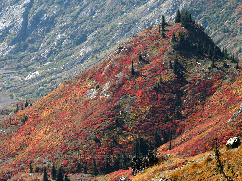 fall colors [Boundary Trail, Mt. St. Helens National Volcanic Monument, Skamania County, Washington]