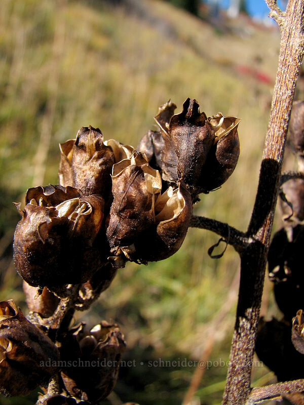 corn lily seed pods (Veratrum viride var. eschscholzianum (Veratrum eschscholtzianum)) [Boundary Trail, Mt. St. Helens National Volcanic Monument, Skamania County, Washington]