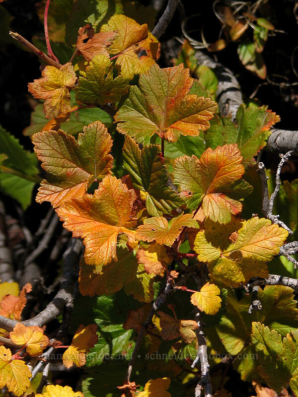 currant leaves (Ribes sp.) [Boundary Trail, Mt. St. Helens National Volcanic Monument, Skamania County, Washington]