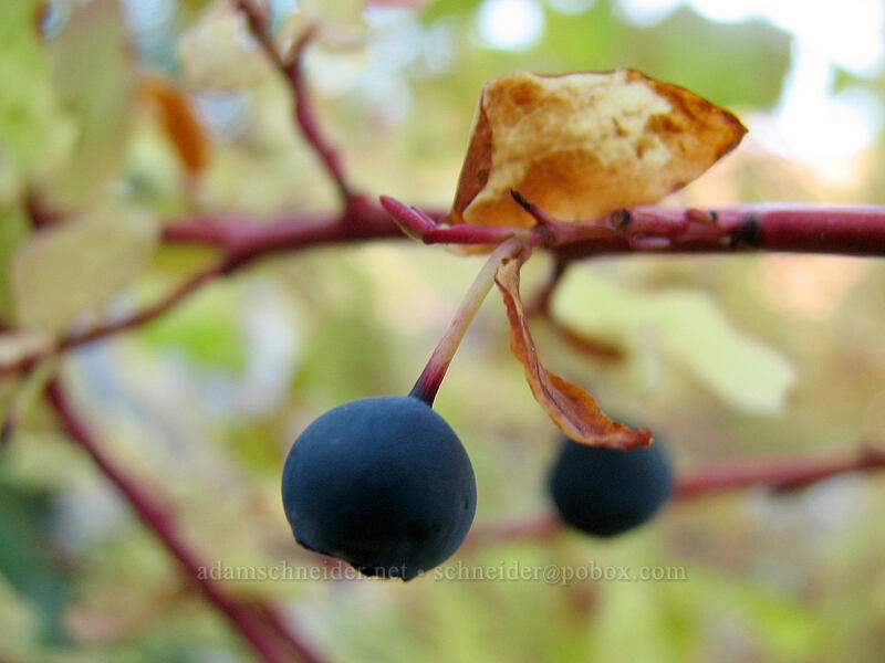 huckleberries (Vaccinium sp.) [Boundary Trail, Gifford Pinchot Nat'l Forest, Skamania County, Washington]
