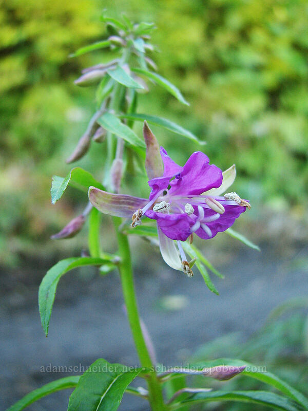 the last fireweed blossom of the year (Chamerion angustifolium (Chamaenerion angustifolium) (Epilobium angustifolium)) [Boundary Trail, Gifford Pinchot Nat'l Forest, Skamania County, Washington]