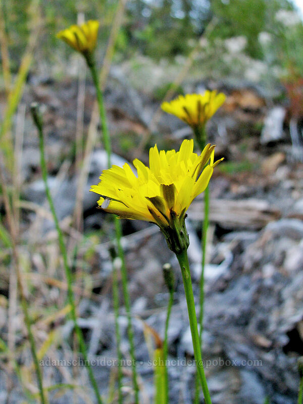 something dandelion-like [Boundary Trail, Gifford Pinchot Nat'l Forest, Skamania County, Washington]