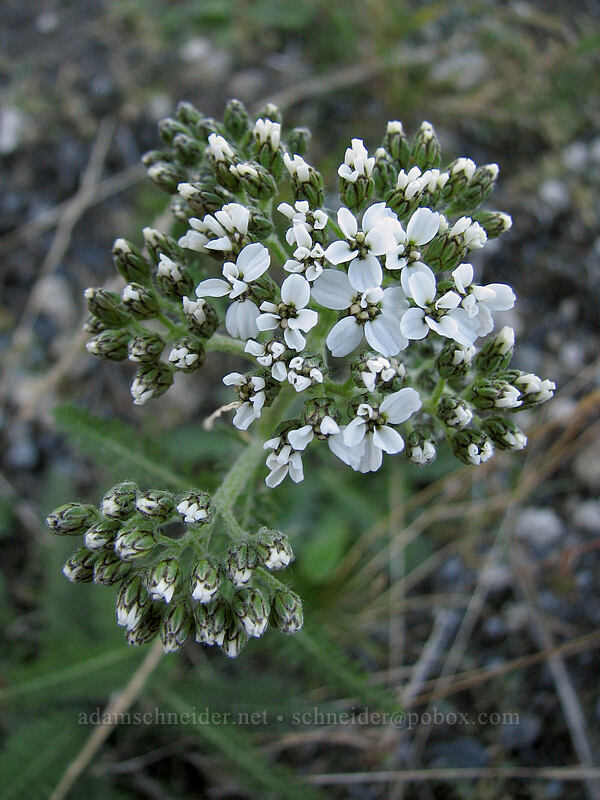yarrow (Achillea millefolium) [Boundary Trail, Gifford Pinchot Nat'l Forest, Skamania County, Washington]