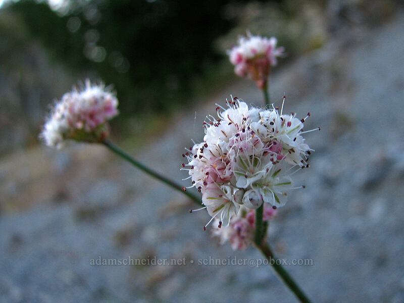 bare-stem buckwheat (Eriogonum nudum) [Boundary Trail, Gifford Pinchot Nat'l Forest, Skamania County, Washington]