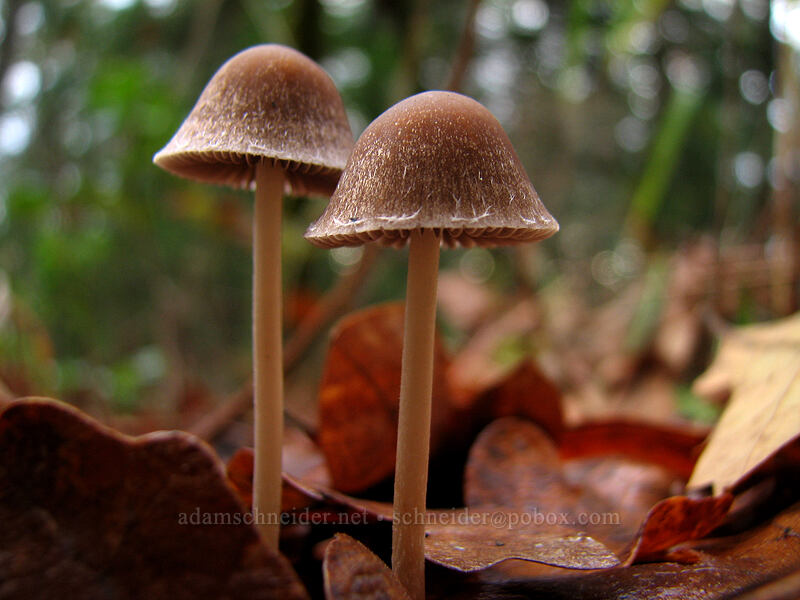 mushrooms [Coyote Canyon Trail, Klickitat County, Washington]
