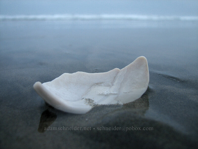 part of a shell [Nye Beach, Newport, Lincoln County, Oregon]