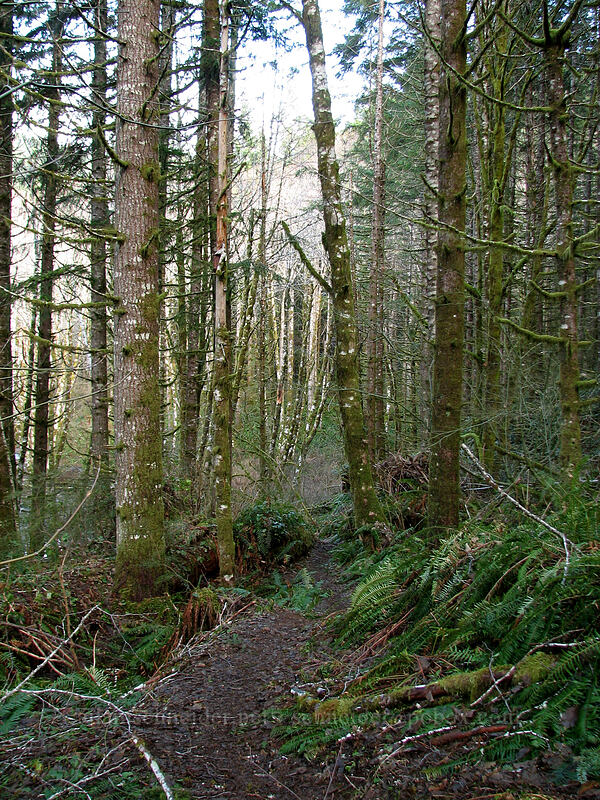 winter trail [Gales Creek Trail, Tillamook State Forest, Washington County, Oregon]