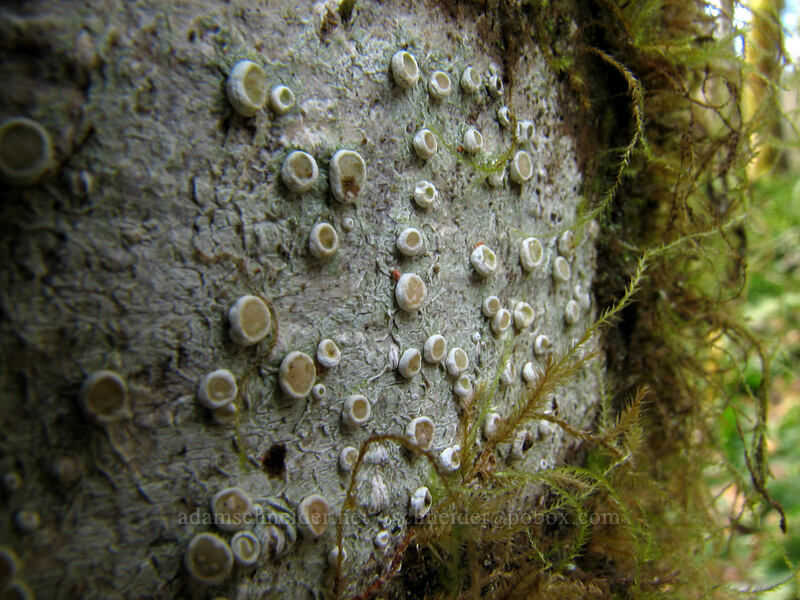 button-shaped lichen on a tree [Gales Creek Trail, Tillamook State Forest, Washington County, Oregon]