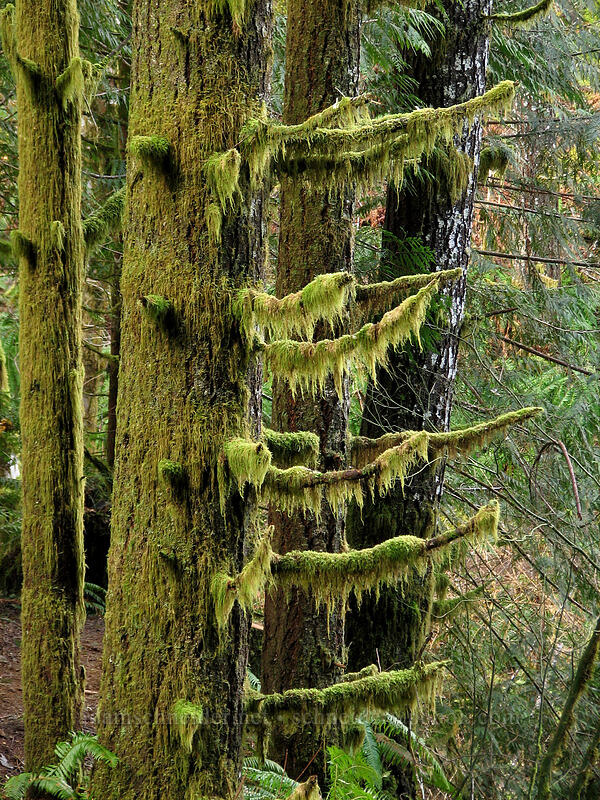 moss or lichens on evergreens [Gales Creek Trail, Tillamook State Forest, Washington County, Oregon]