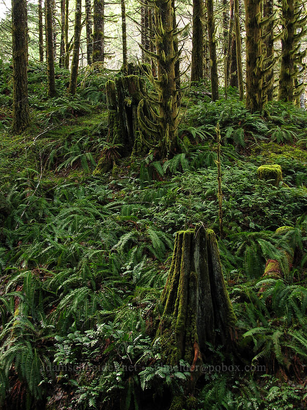 sword ferns and mossy stumps (Polystichum munitum) [Gales Creek Trail, Tillamook State Forest, Washington County, Oregon]