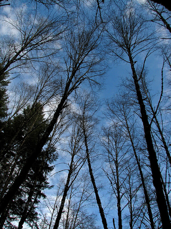 trees [Gales Creek Trail, Tillamook State Forest, Washington County, Oregon]