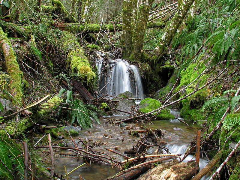 tiny waterfall [Storey Burn Trail, Tillamook State Forest, Washington County, Oregon]