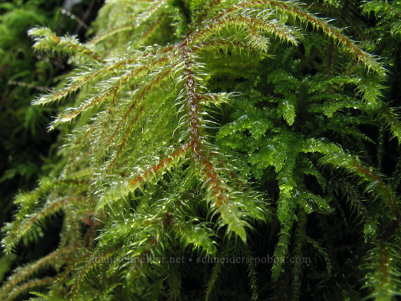 moss [Storey Burn Trail, Tillamook State Forest, Washington County, Oregon]