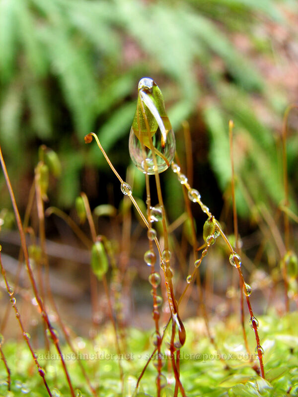 rain on moss [Storey Burn Trail, Tillamook State Forest, Washington County, Oregon]